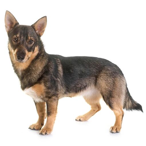 Zweeds Vallhund hondenras