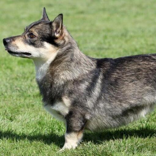 Zweedse Vallhund staande op het gras
