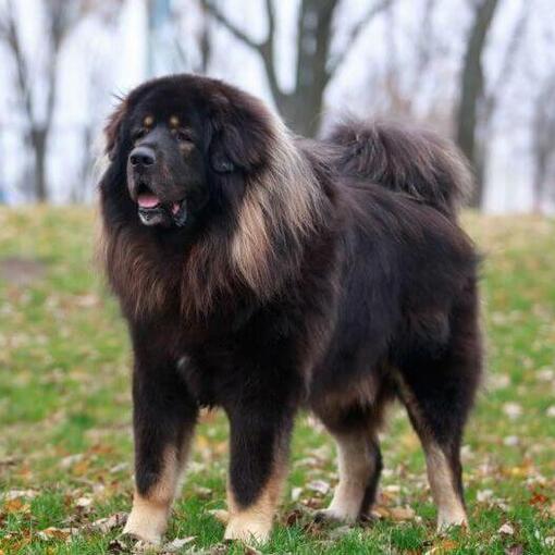 Donkere Tibetaanse Mastiff in het bos