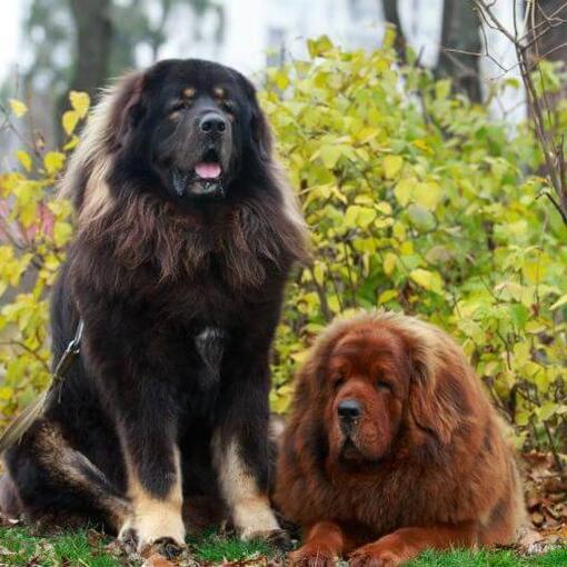 Bruine en zwarte Tibetaanse mastiffs in het park