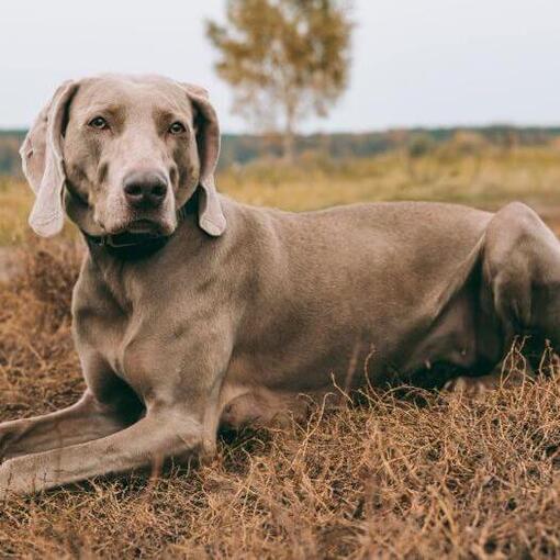 Weimaraner liggend op het veld