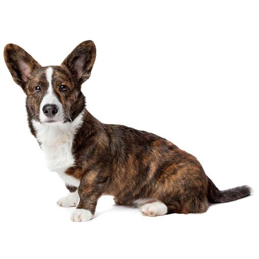 Welsh Corgi (Cardigan) (Poil moyen/long) Race de chien