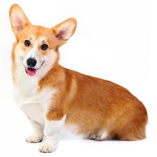 Race de chien Welsh Corgi (Pembroke)