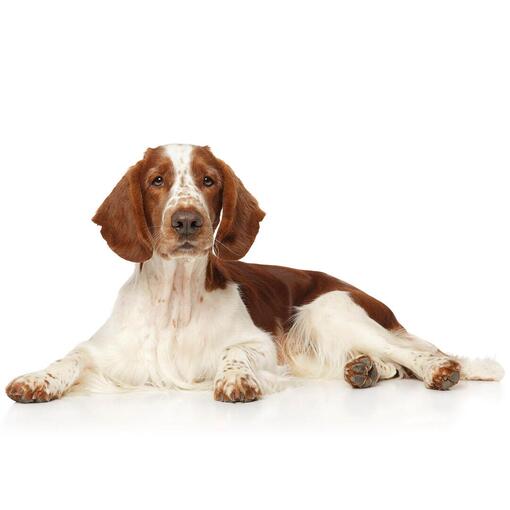Welsh springerspaniël hondenras