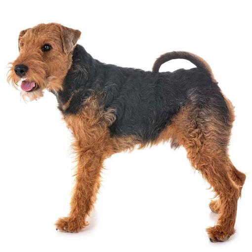 Hondenras Welsh Terriër