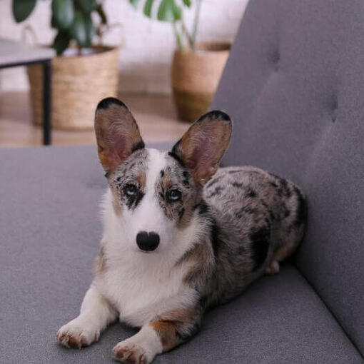 Welsh Corgi allongé sur le canapé