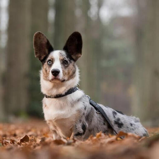 Welsh Corgi debout dans la forêt