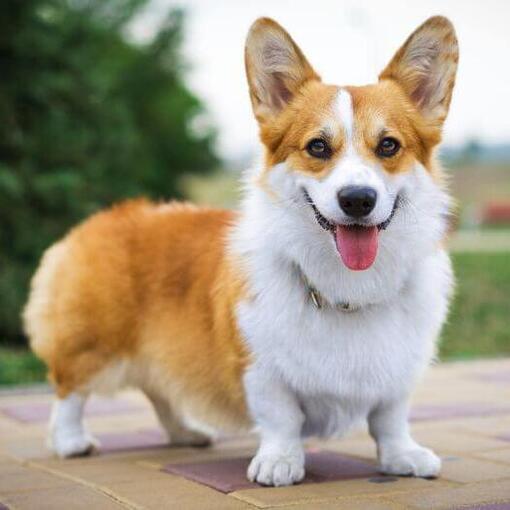 Welsh Corgi debout et impatient