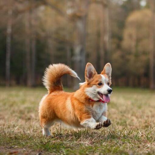 Welsh Corgi courant dans le bois