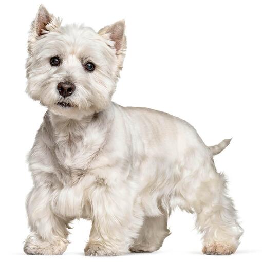 Hondenras West Highland White Terriër