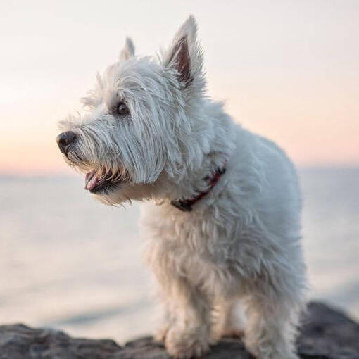 West Highland White Terrier zittend aan het water