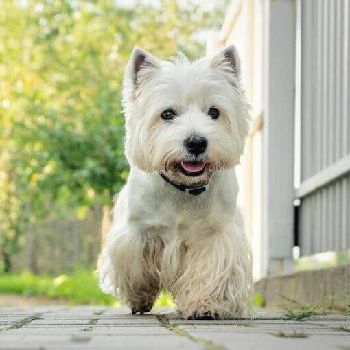 West Highland White Terriër wandelen in de tuin