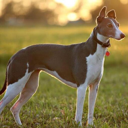 Race de chien Whippet