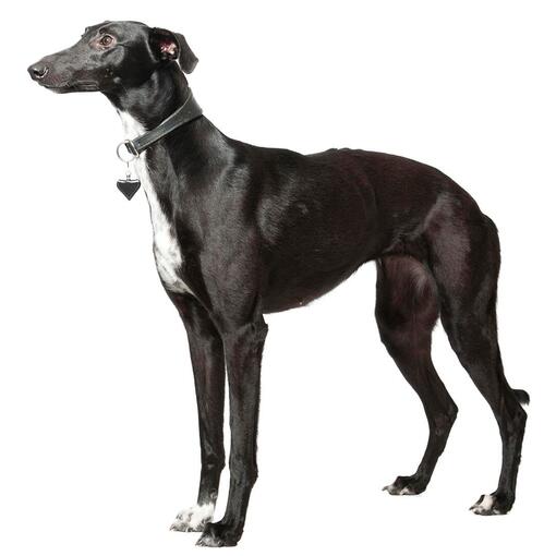 Whippet hondenras