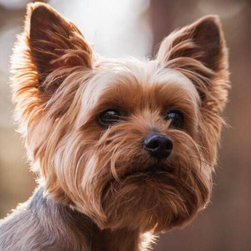 Yorkshire Terrier houdt je in de gaten