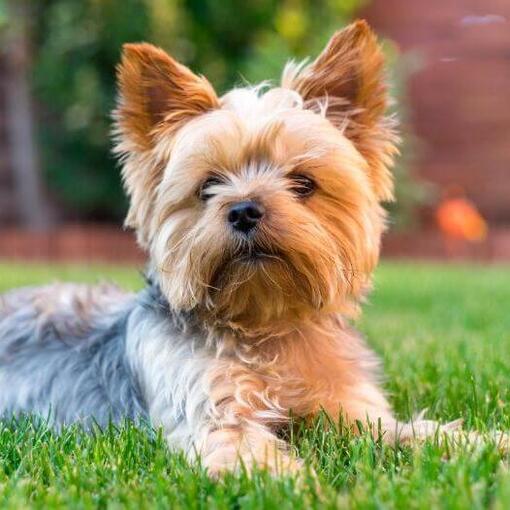 Yorkshire Terrier couché sur l'herbe