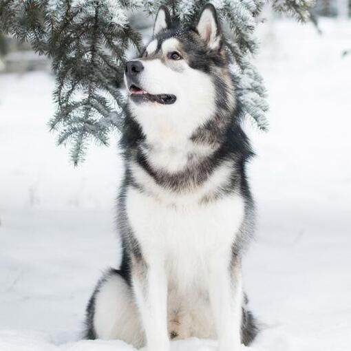 Hondenras Alaskan Malamute
