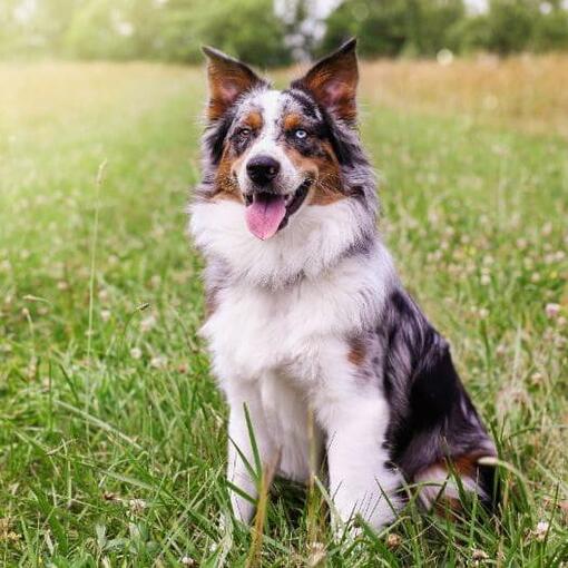 Australische herder | Alles over dit hondenras | Purina