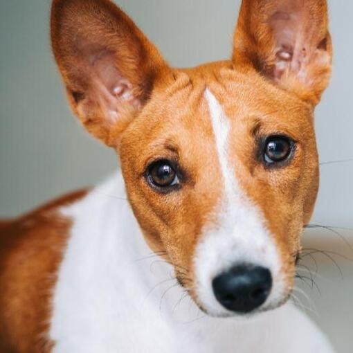 Race de chien Basenji