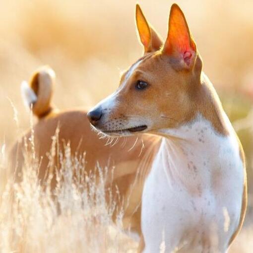 Basenji hondenras