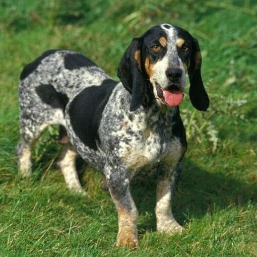 Race de chien Basset Bleu de Gascogne