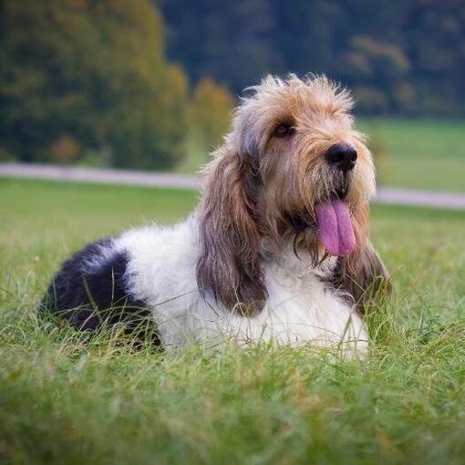 Basset Griffon Vendéen (Grand)