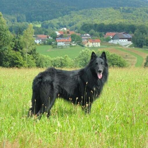 Chien de berger belge Groenendael