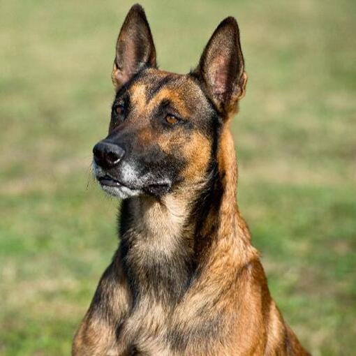 Berger Belge Malinois