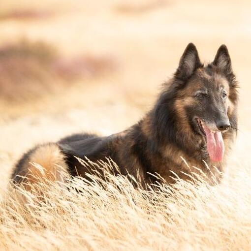 Belgische herdershond Tervuren