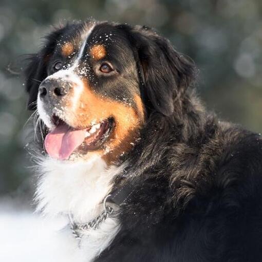 Berner Sennenhondenras