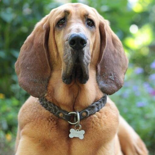 Bloedhond hondenras