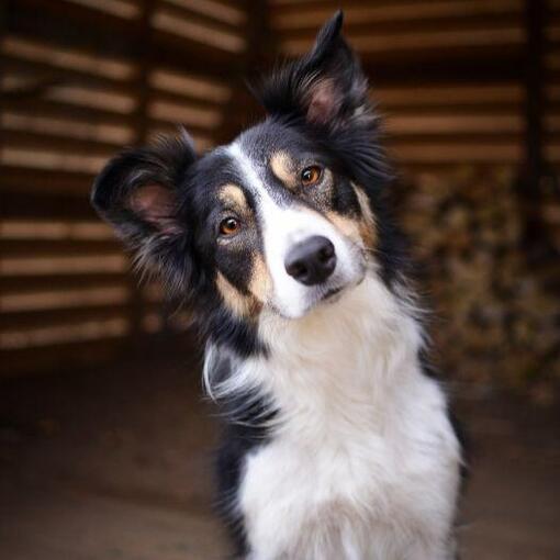 Bordercollie hondenras