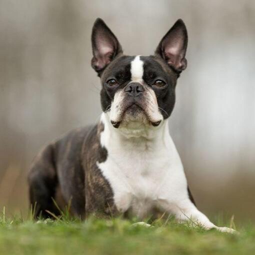 Hondenras Bostonterriër