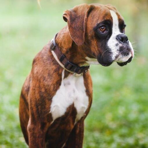 Race de chien boxer