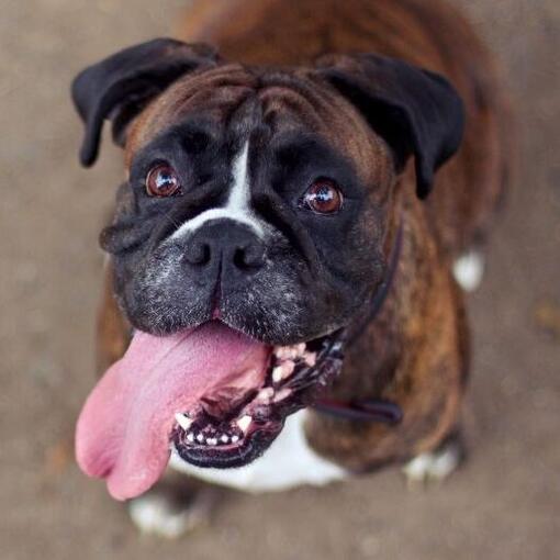 Boxerhondenras