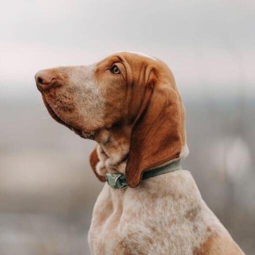 Bracco Italiano hondenras