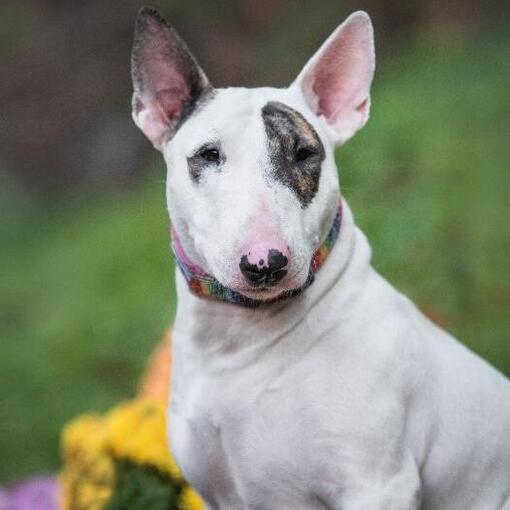 Miniature Bull Terrier