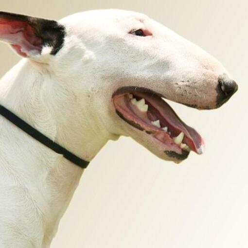 Bullterriër