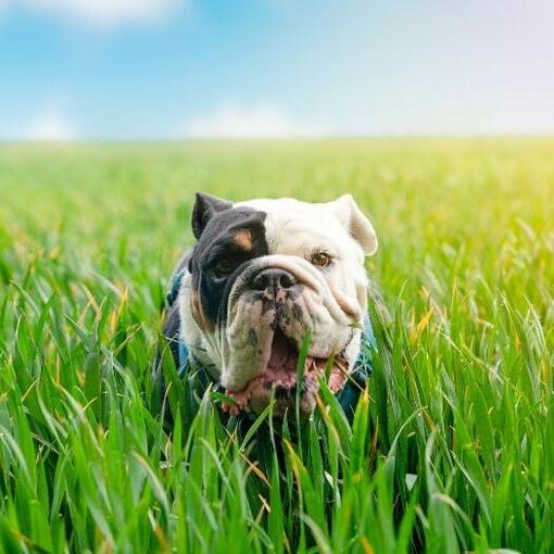 Bulldog hondenras