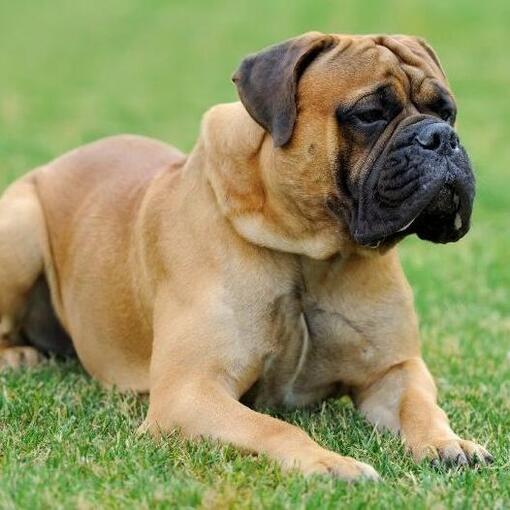 Bullmastiff hondenras