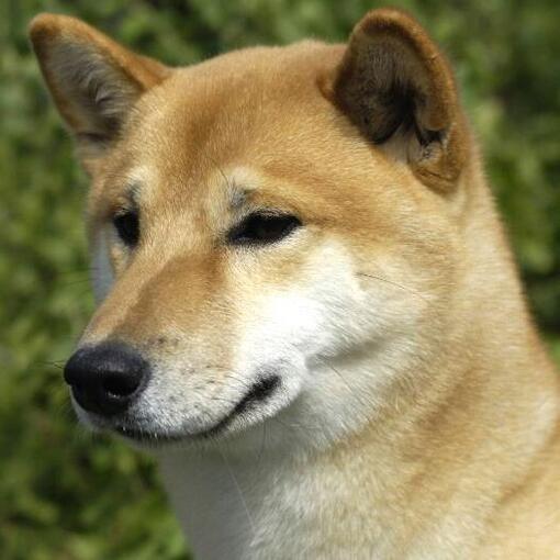 Chien de Canaan