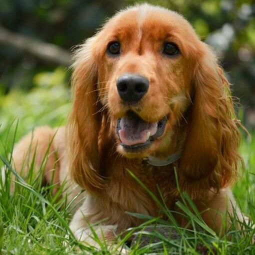 Cocker spaniel
