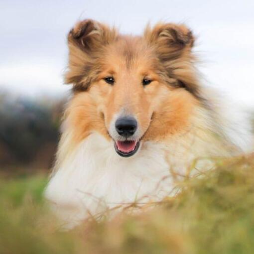 Collie Ruw