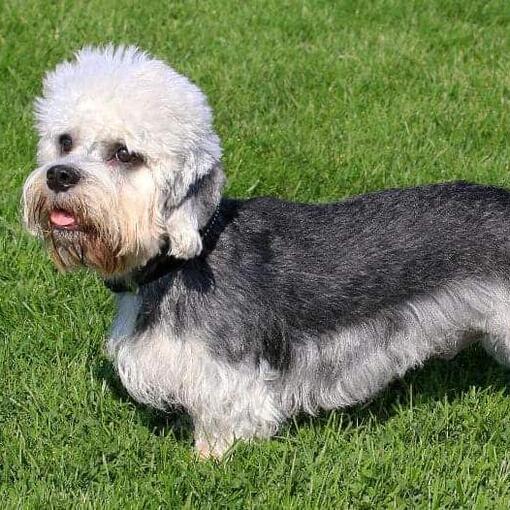 Dandie Dinmontterriër