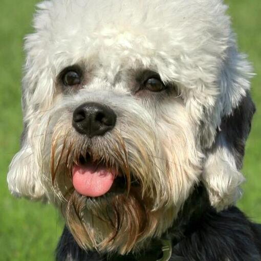 Dandie Dinmontterriër