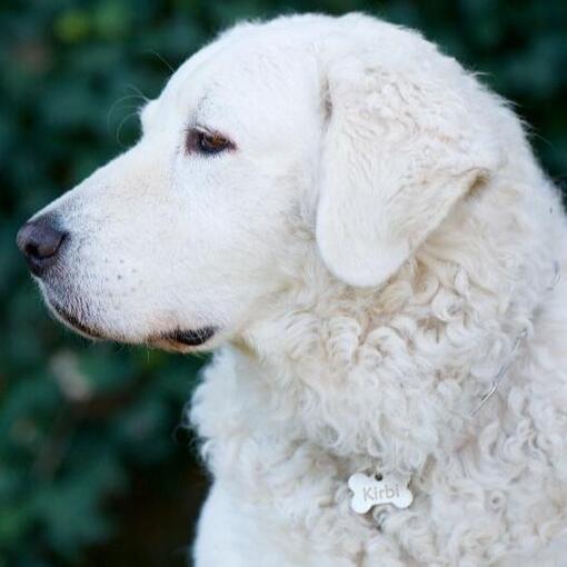 Hongaarse Kuvasz