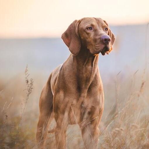 Vizsla hongroise