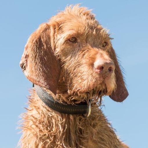 Hongaarse Ruwharige Vizsla