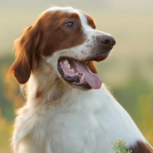 Ierse rood-witte setter