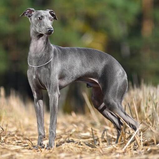 Italiaanse windhond